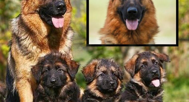 Berger Allemand