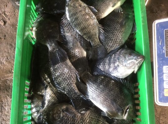 Poissons Tilapia de qualité à un bon prix