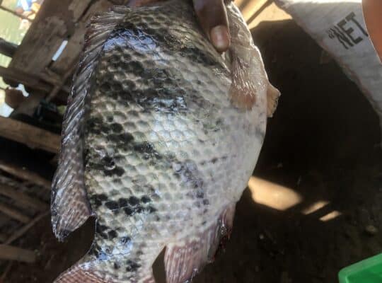 Poissons Tilapia de qualité à un bon prix