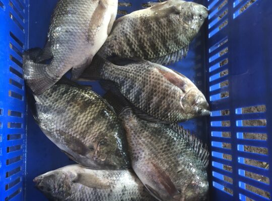 Poissons Tilapia de qualité à un bon prix