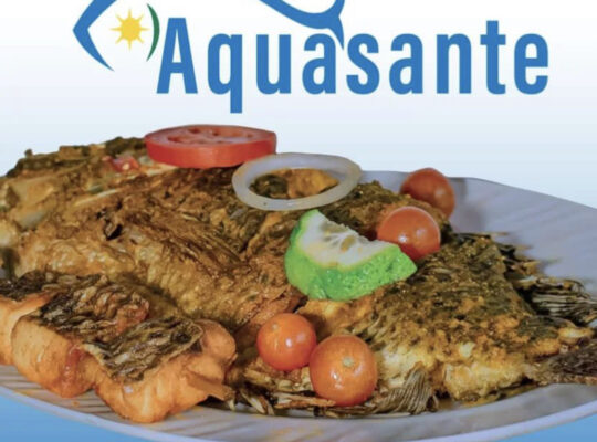 Poissons Tilapia de qualité à un bon prix